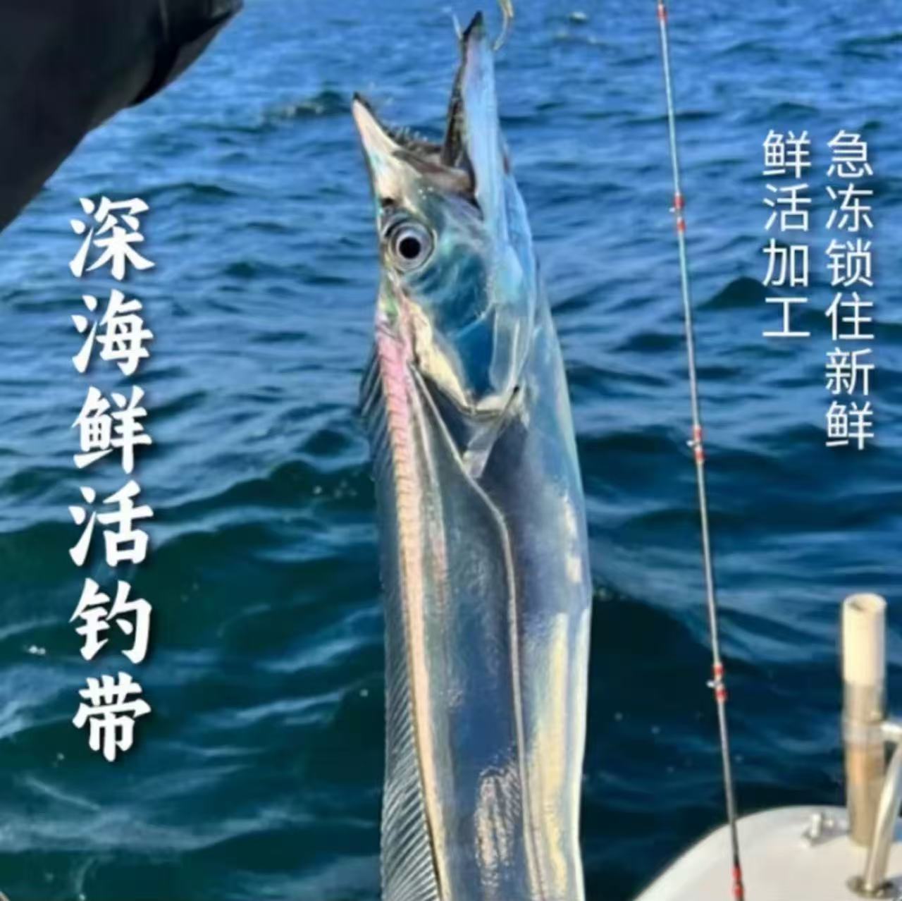 深海海钓白眼油带鱼250g/条鲜冻锁鲜顺丰冷链发货