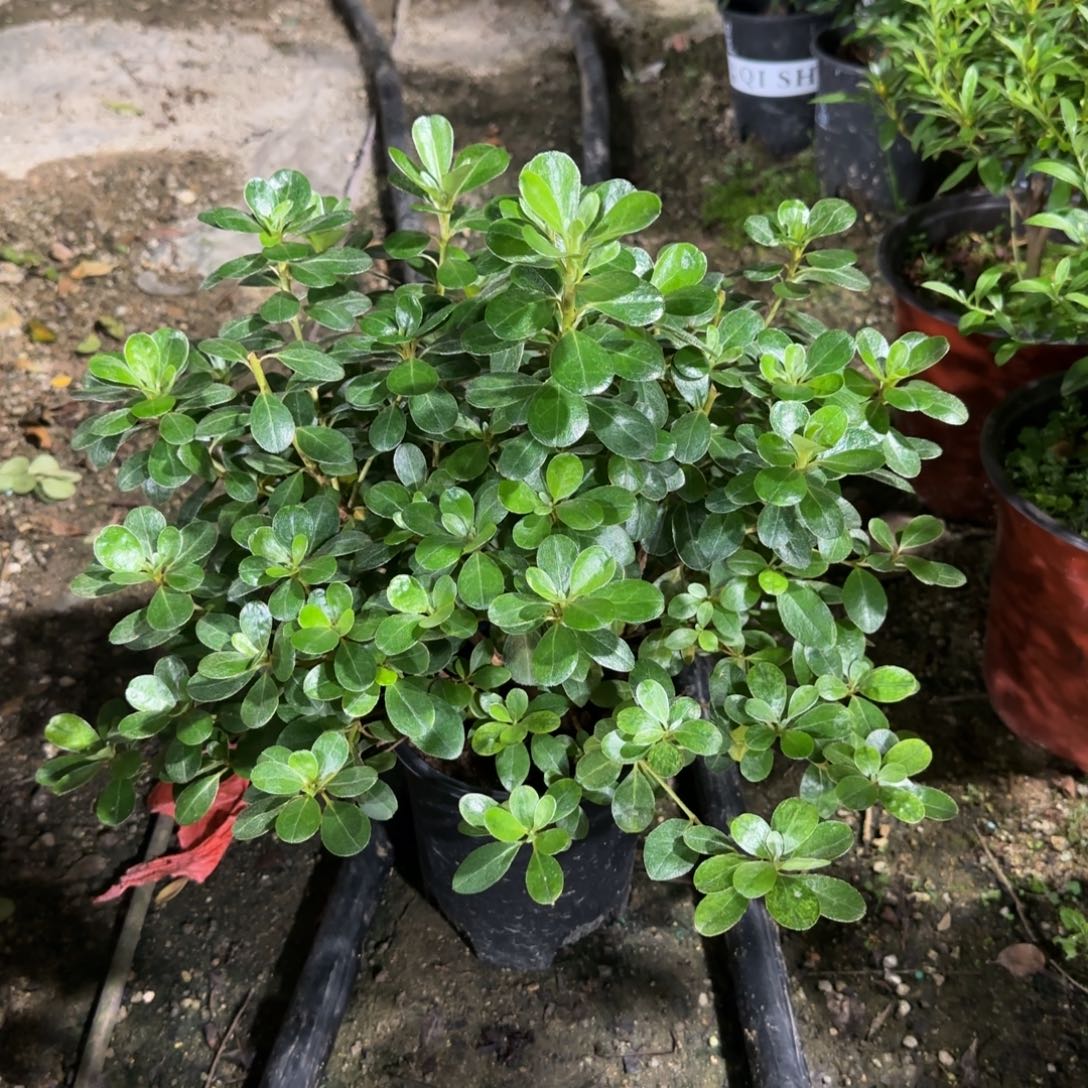 钧***澈完全开放杜鹃花杜鹃花