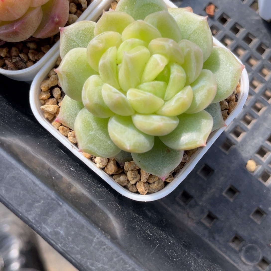 Z1272绿透麦杆双心福利孤品