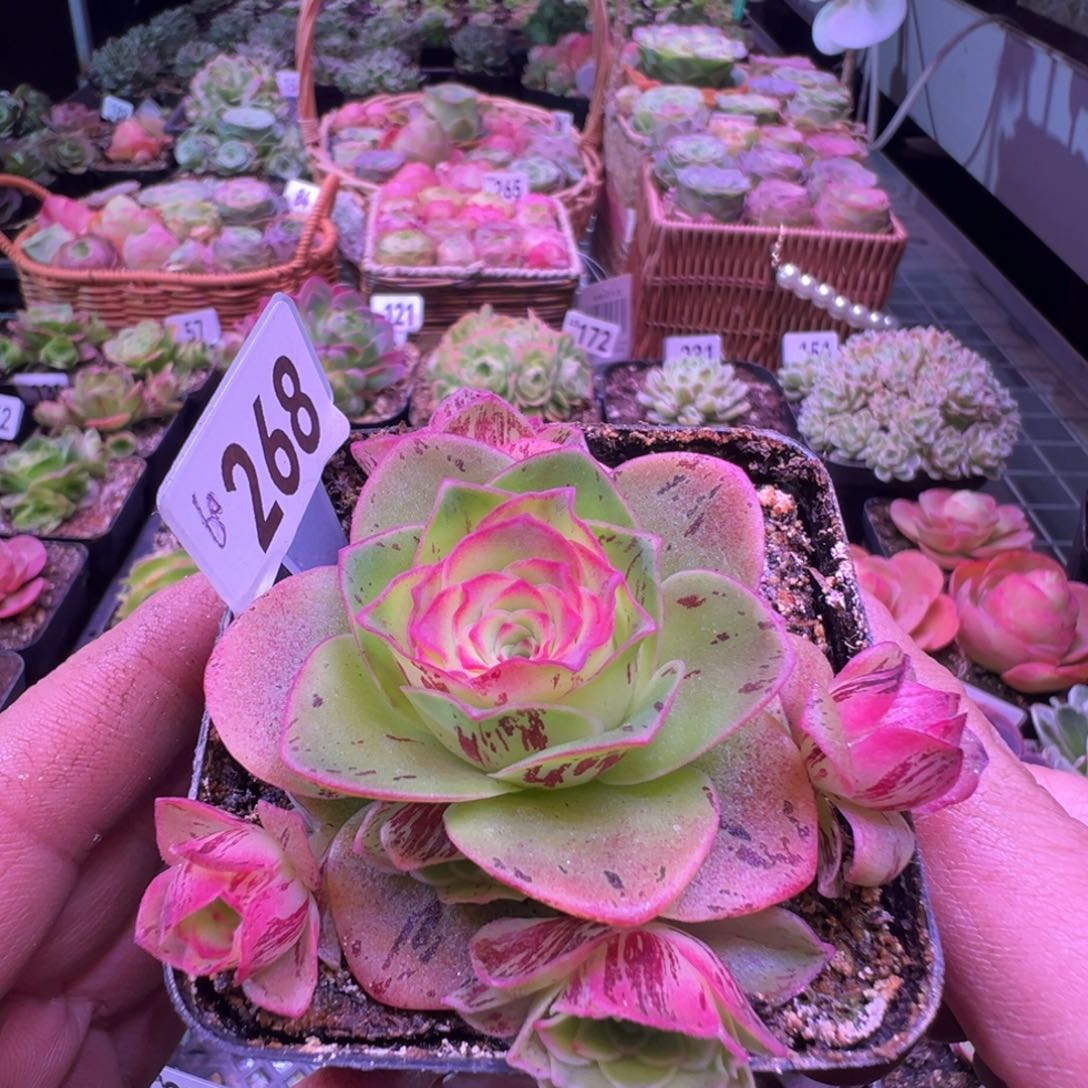 红叶268山地玫瑰多肉