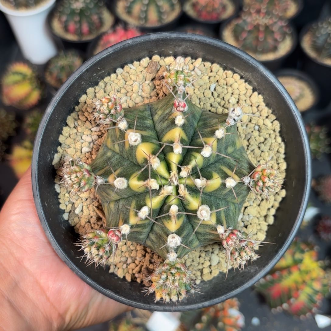 泰系实生母本仙人球38号