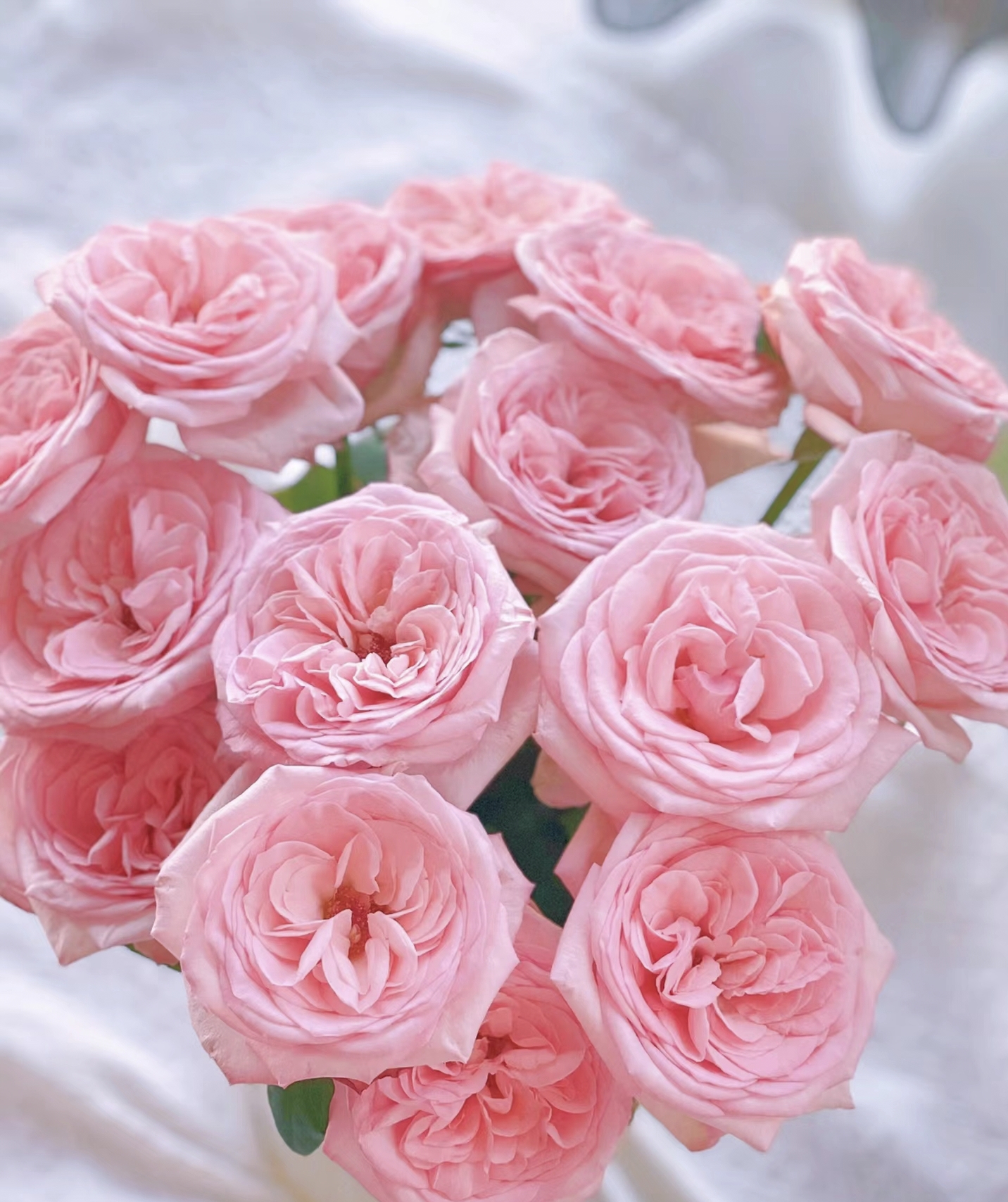 鲜花  粉荔枝单头玫瑰 p