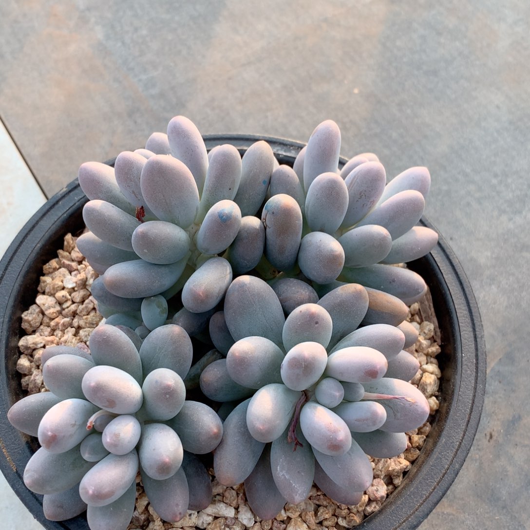 多肉植物一物一拍汤圆四个头