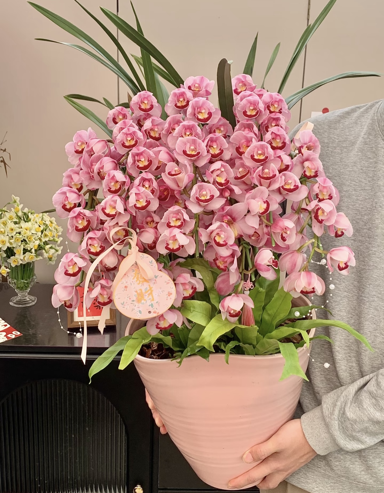 【朝阳】直兰  带花剑大花蕙兰高端名贵兰花盆栽南北方好养