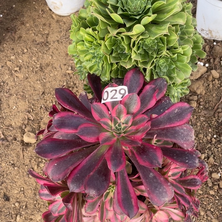 珂***儿029组合无售后多肉植物