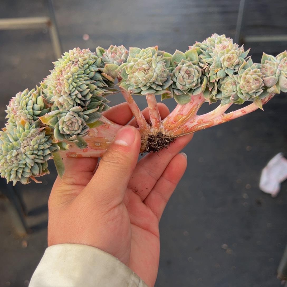 新年快乐 23朵朵带缀冰魄