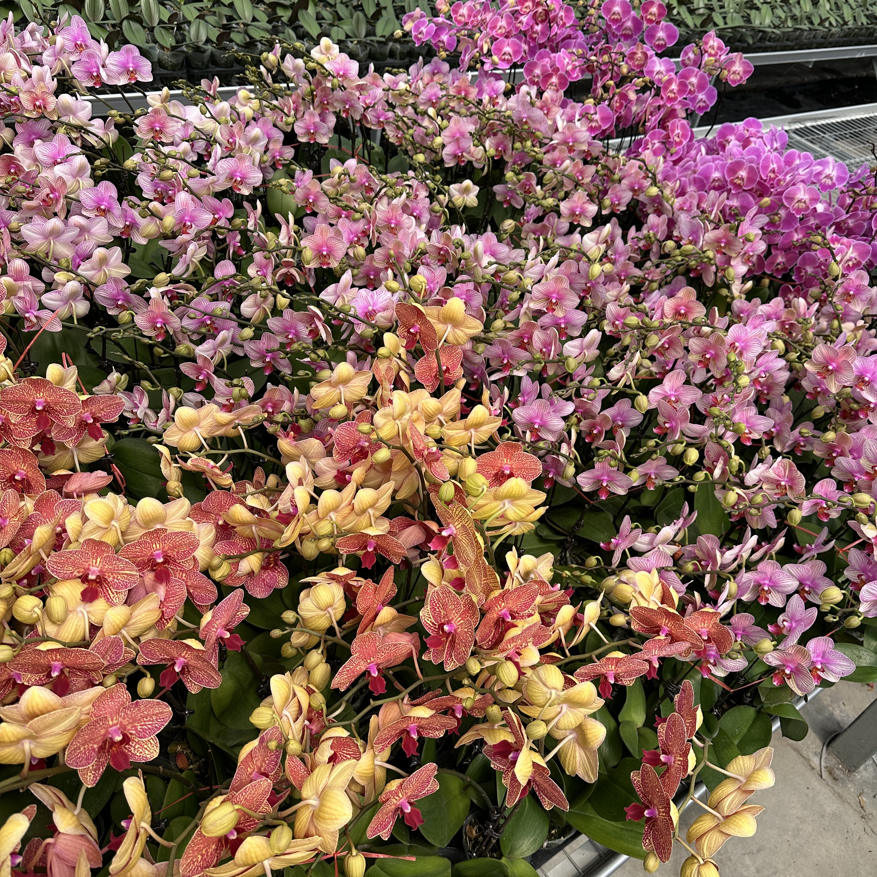 【蝴蝶兰】开花株无花苞状态（随机发货一株）