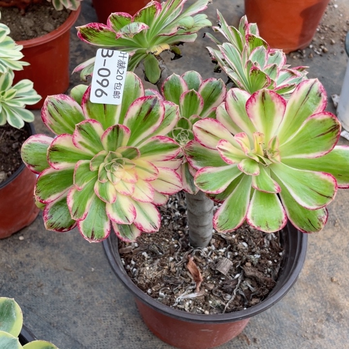 96微锦锦多肉12345678多肉