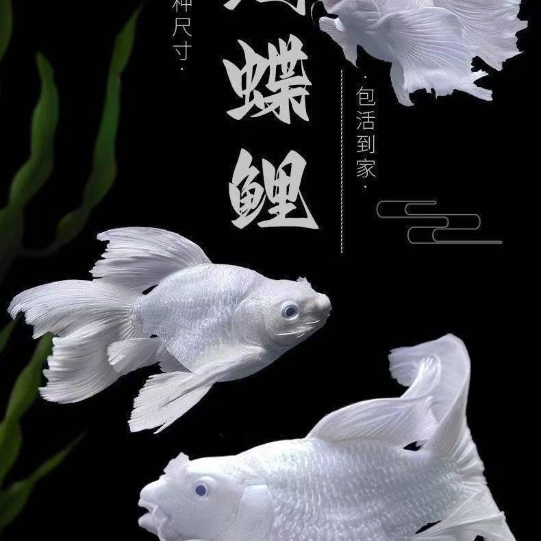 纯种白短球石膏白蝴蝶鲤观赏鱼大鳍长尾短身冷水鱼好养
