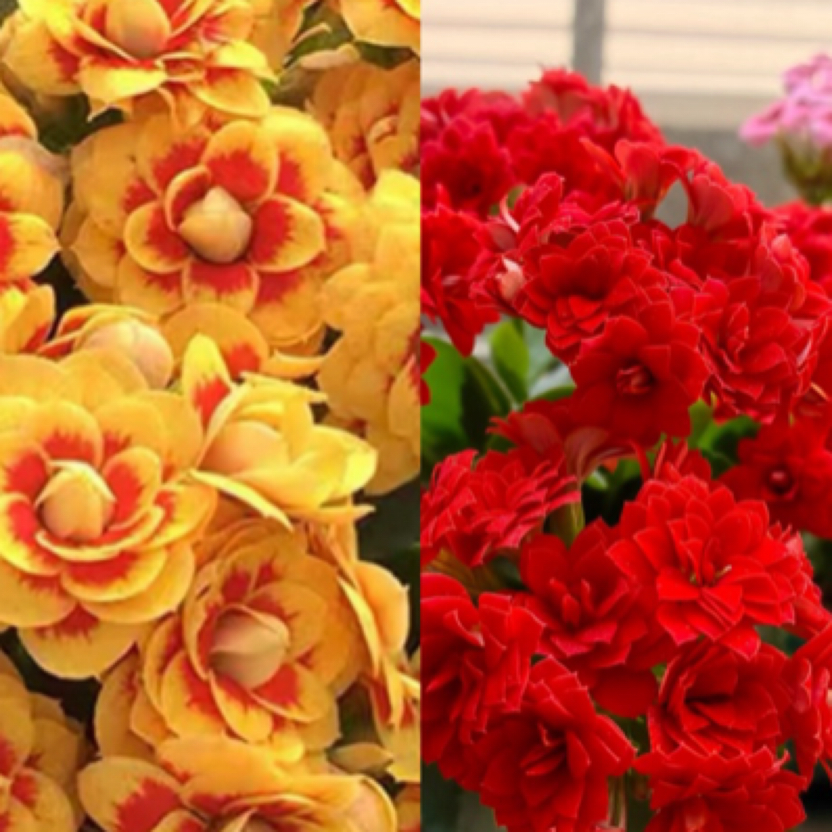 【洛桑➕喜庆】两盆重瓣长寿花