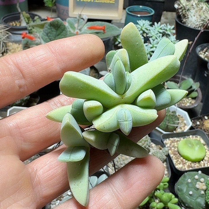 826紫花虾钳脱土发货