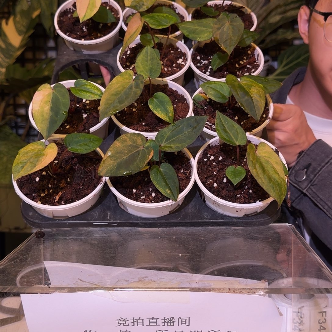 完全开放桃鸡锦 随机发