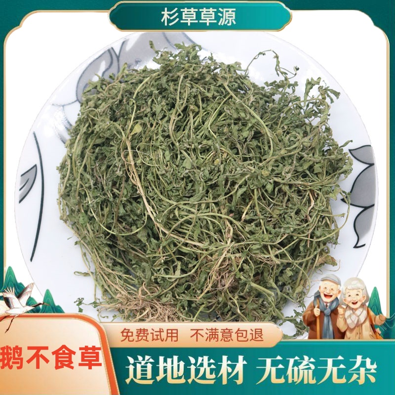 鹅不食草无硫青绿新草饿不食草鹅不食草粉猪屎草沙飞草非茯苓