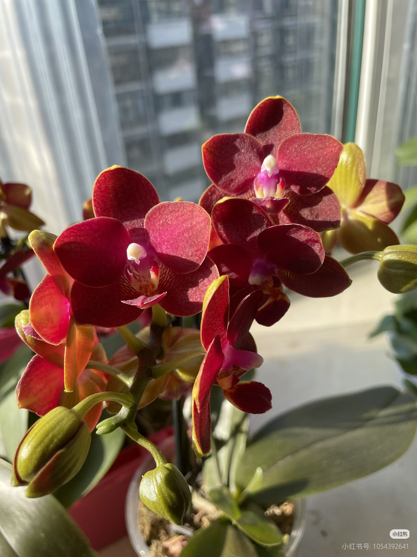 【精品特挑】香韵红宝石蝴蝶兰 3-5花剑 花苗盆栽鲜花绿植客厅摆件