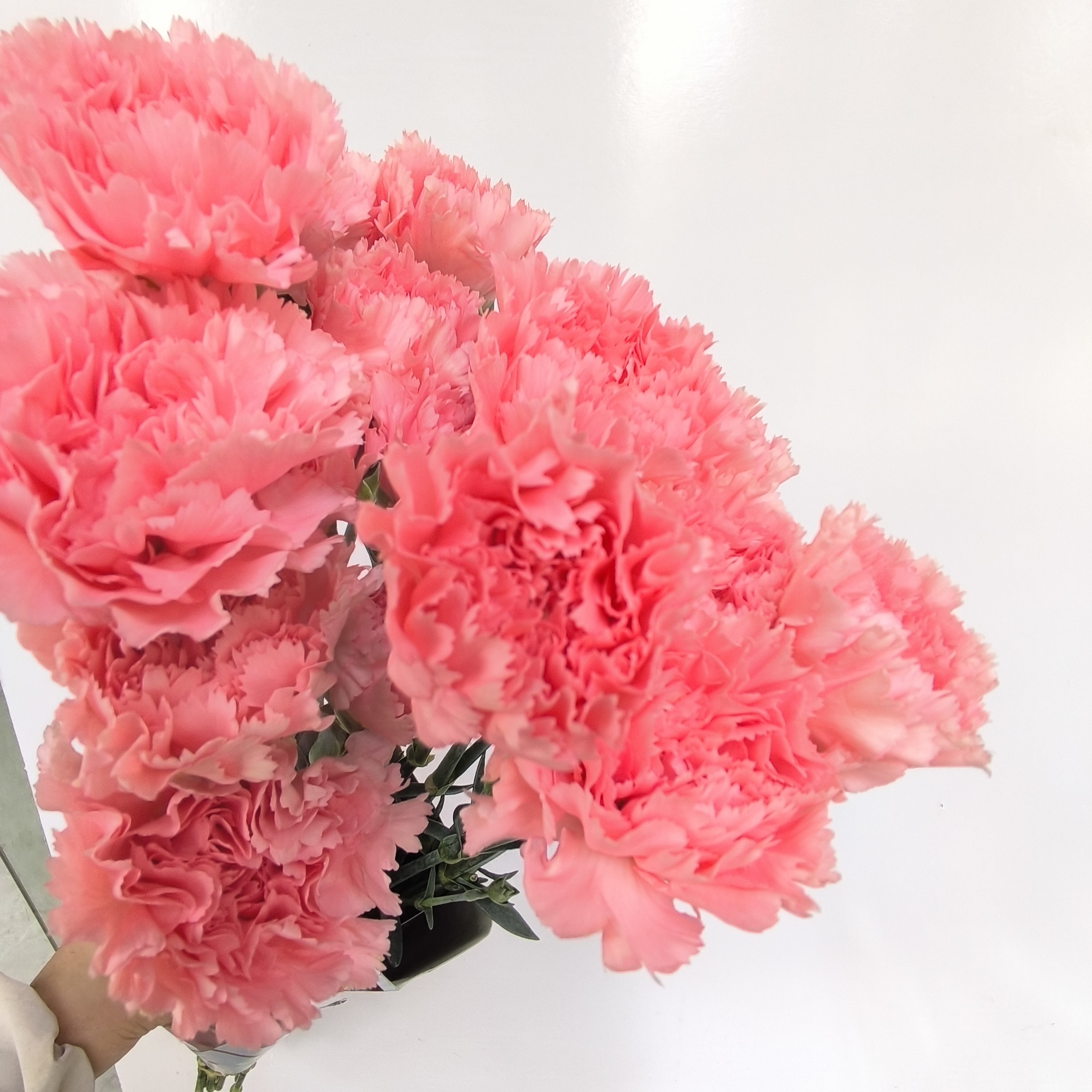 粉色康乃馨整把装