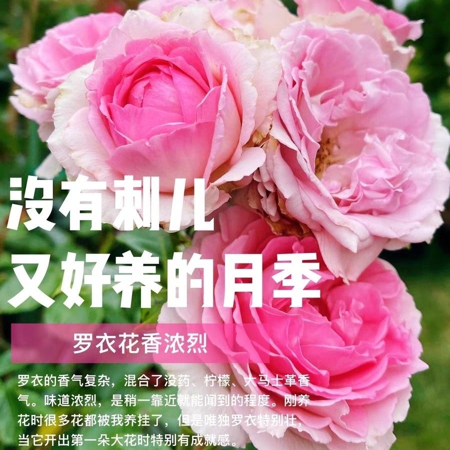 【罗衣】无刺 爬藤攀缘月季花苗大花浓香多季开花爬墙庭院盆栽花