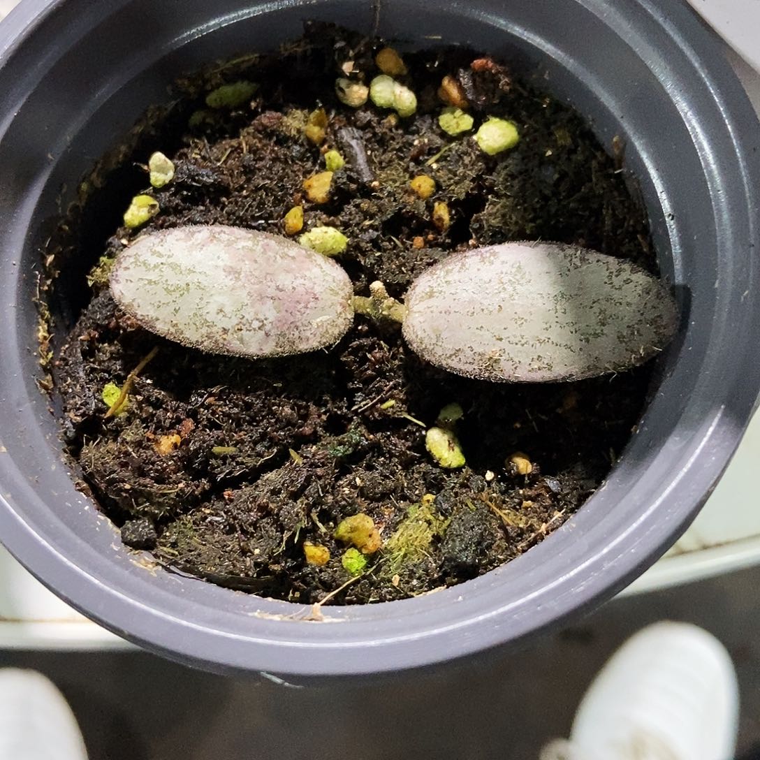 完全开放全银斑印一物一拍