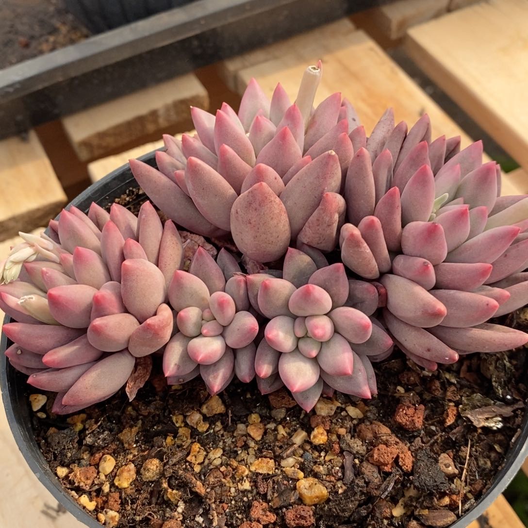 车厘子自然群，1234576794