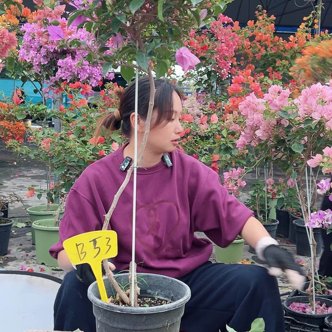 B***O大部分花苞少量开放B53雪紫