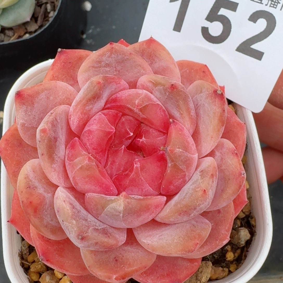 伊丽莎白         精品多肉