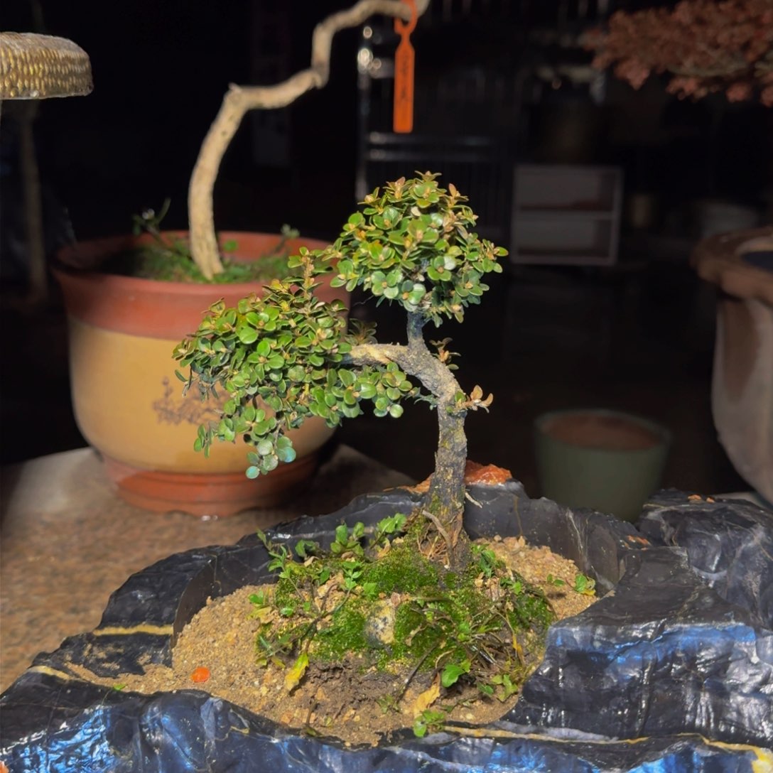 完全开放招**宝安徽珍珠黄杨