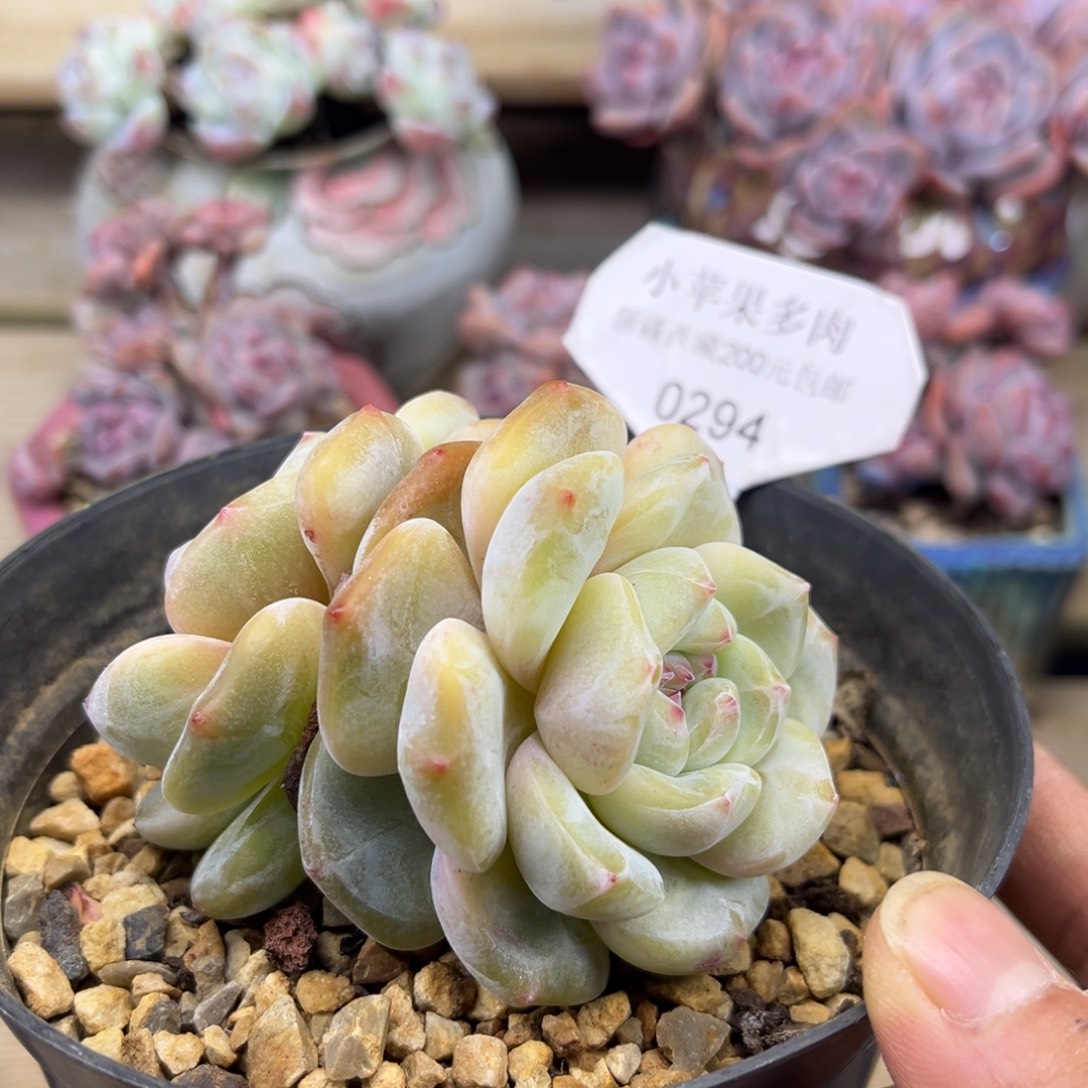 黄底紫心294/8cm2头