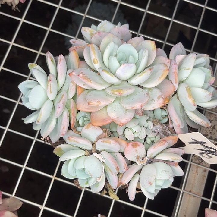 两单包邮，一物一拍96冷香