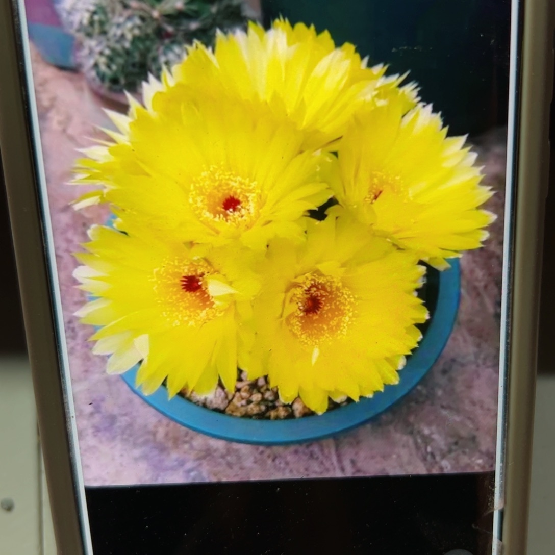 下27黄花青王根花苞5公分左右脱盆发货20包邮