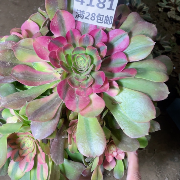 4181一号棚雅典娜A