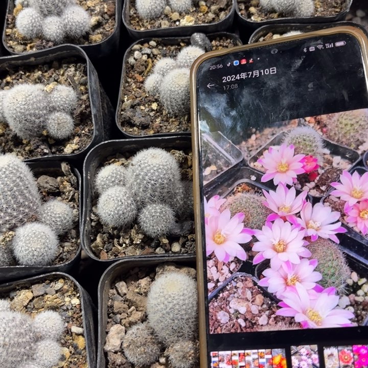 二个宝山庆典好养皮实