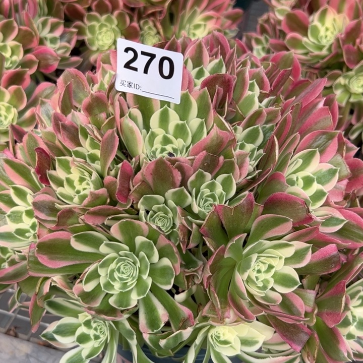 270白 凤30厘米左右