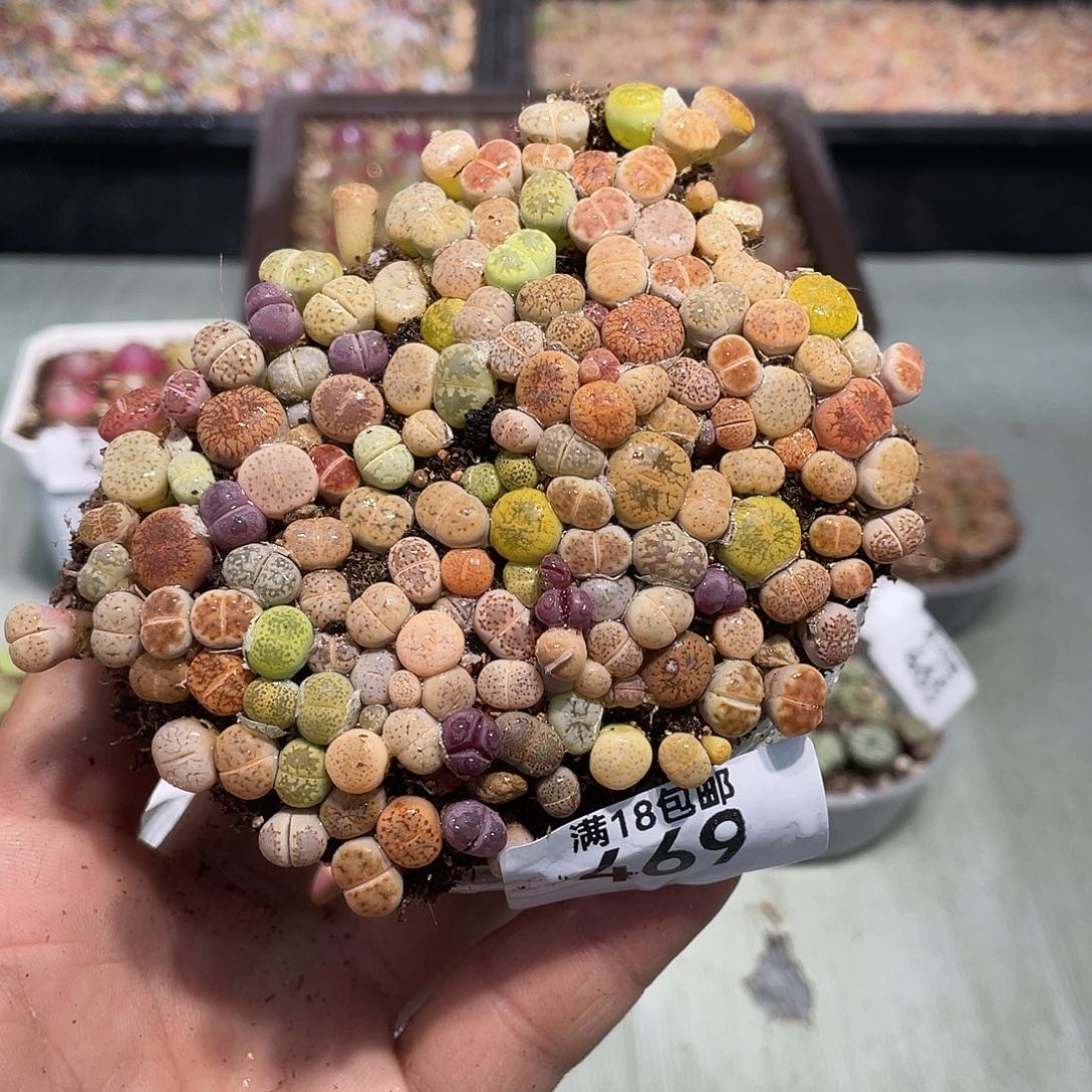 469当天凑满十八元包邮生石花