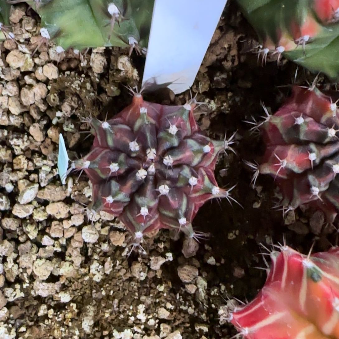 泰国米哈64–0113