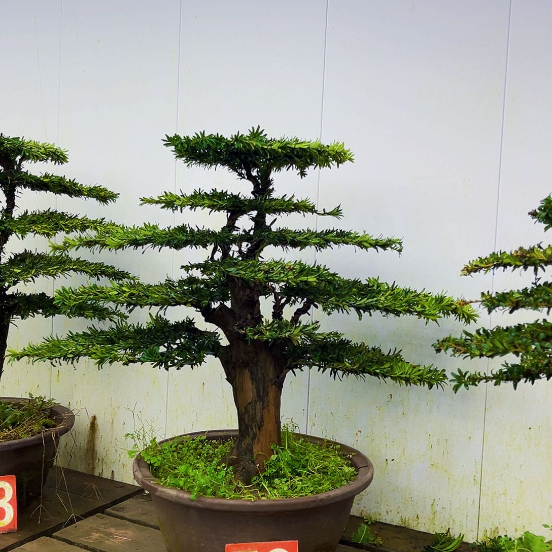 无花朵罗汉松盆景艺术