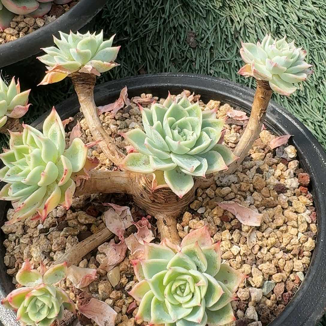 1635一物一拍（满28包邮