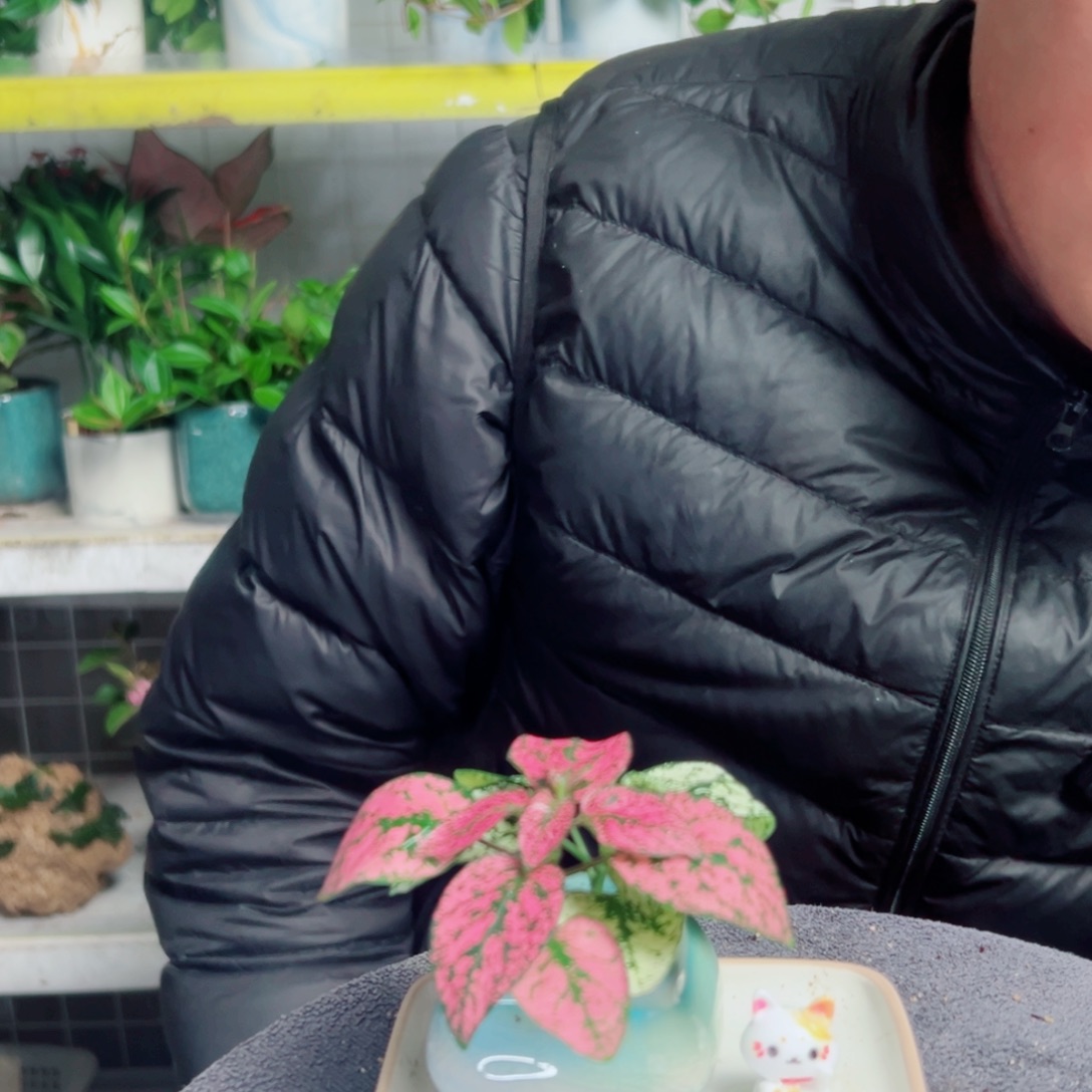 封***胶无花朵54                   