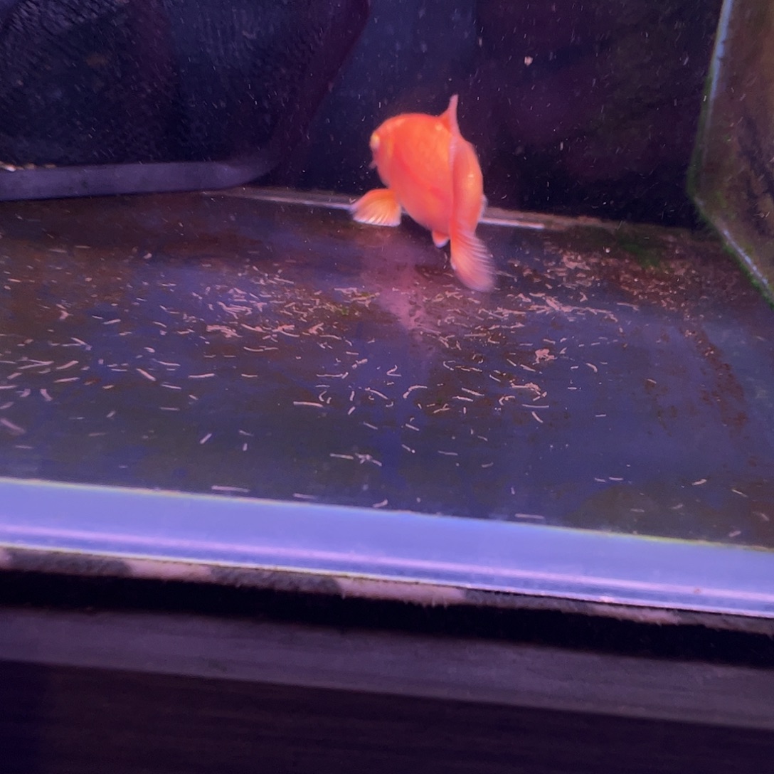 斯***浩海水鱼锦鲤鱼蝴蝶里蝴蝶里