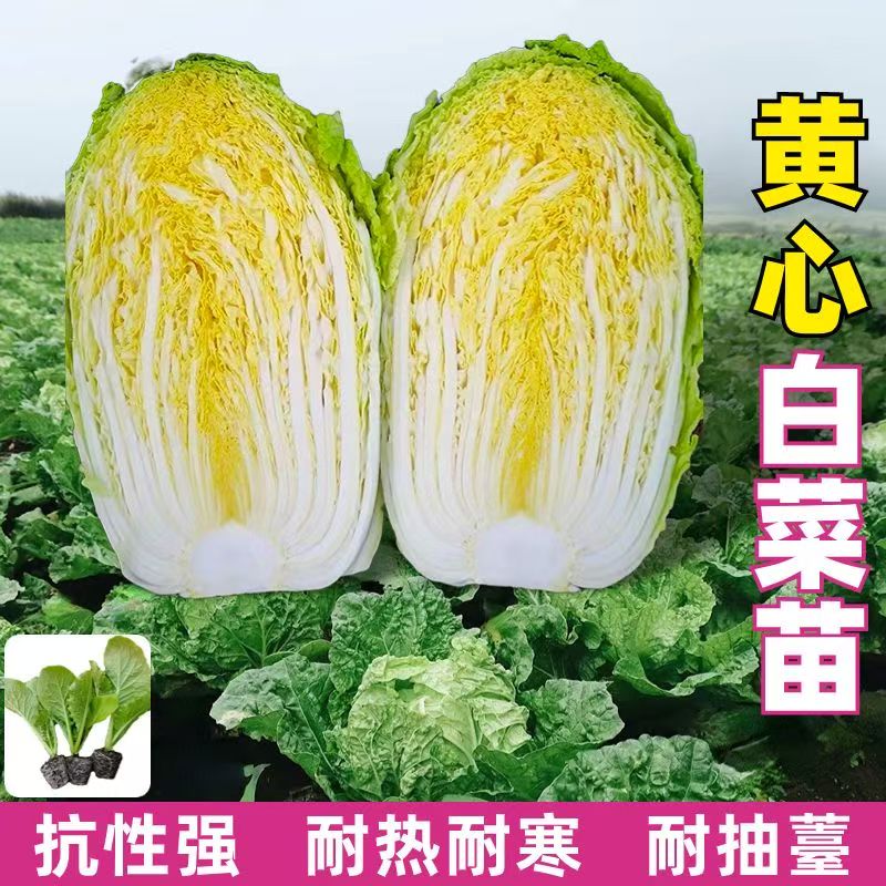 无品牌耐寒高产黄心大白菜种苗秋播蔬菜种苗口感好适合秋冬季种植