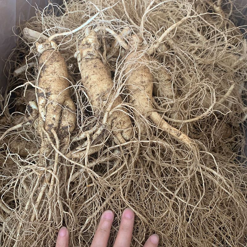 长白山原产地现挖新鲜人参带土适合泡酒送礼煲汤滋补改价链接