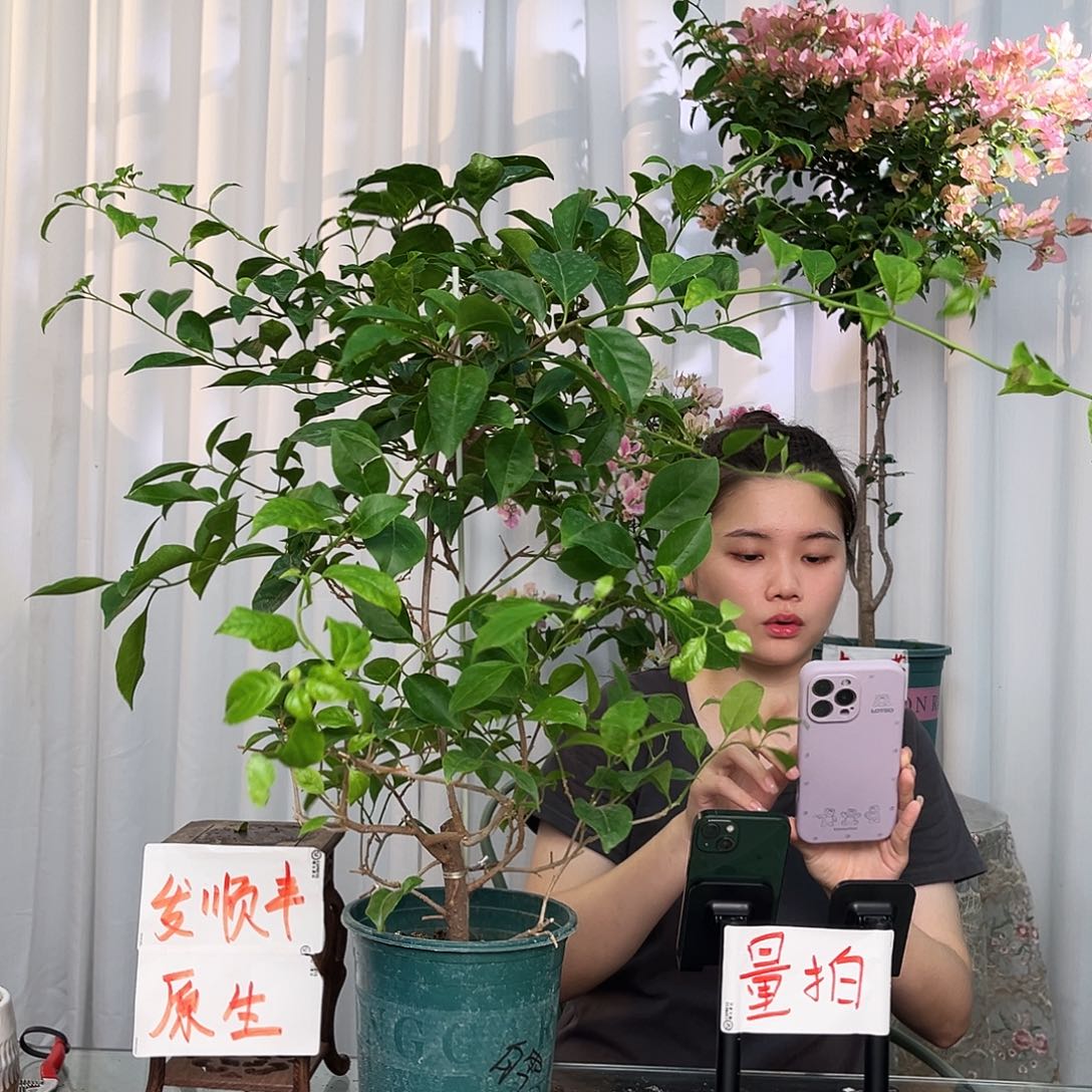 当前无花栽培后可以开花白雪公主带竹一颗