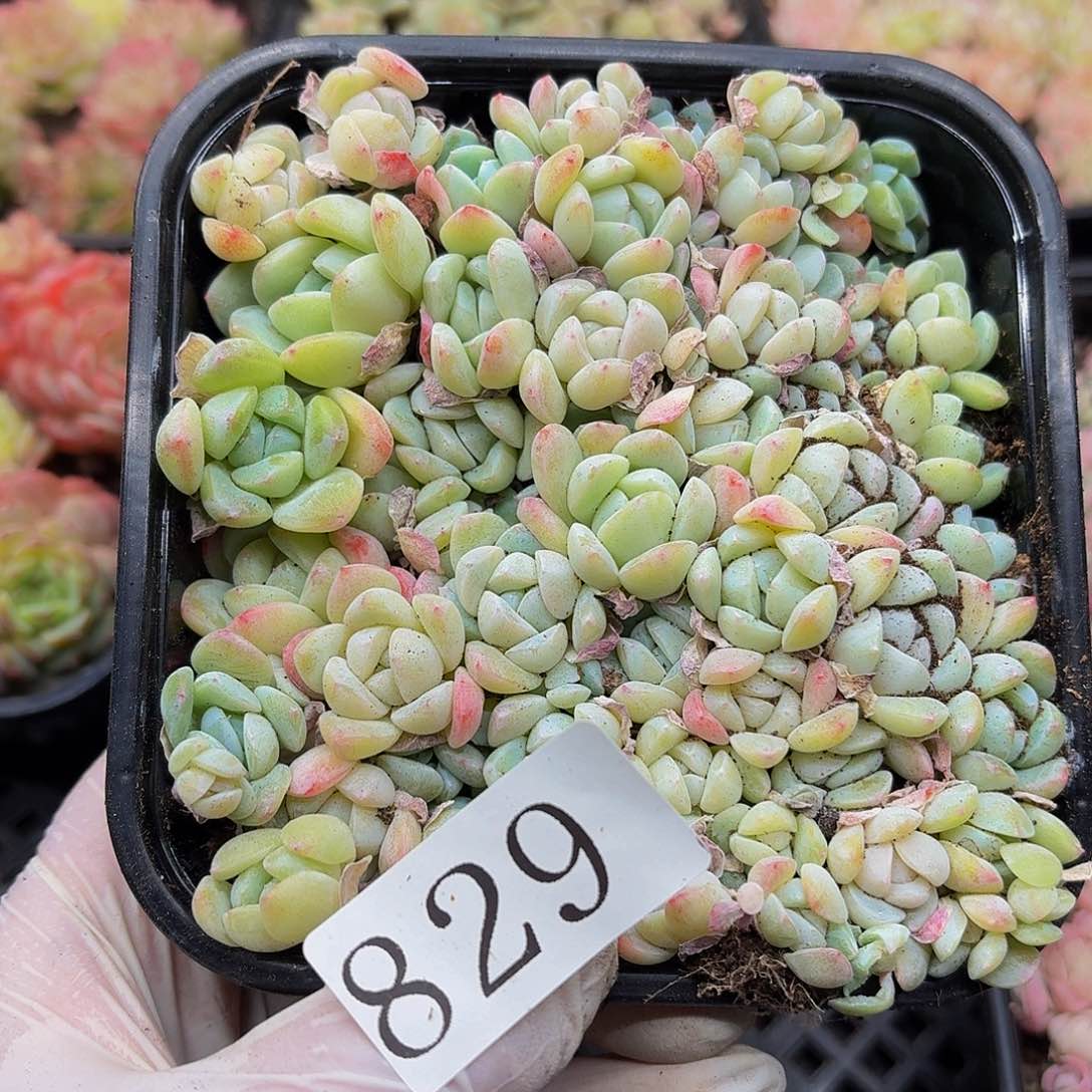 多肉植物多肉植物829