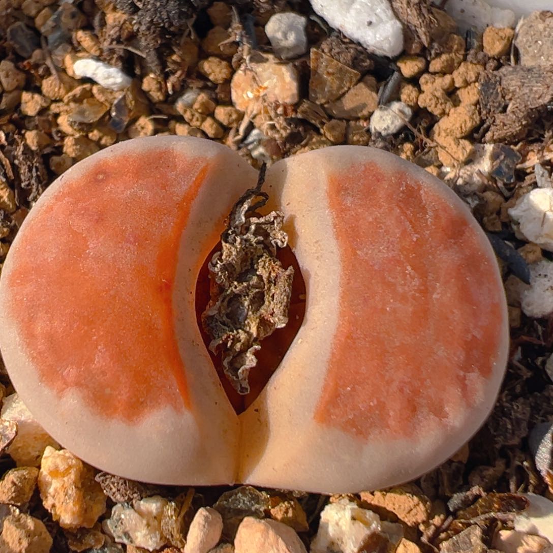 22多肉植物百科知识