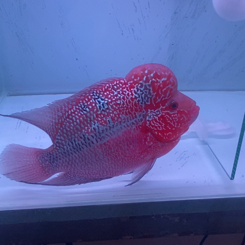 罗汉鱼鸿运罗汉一条aa