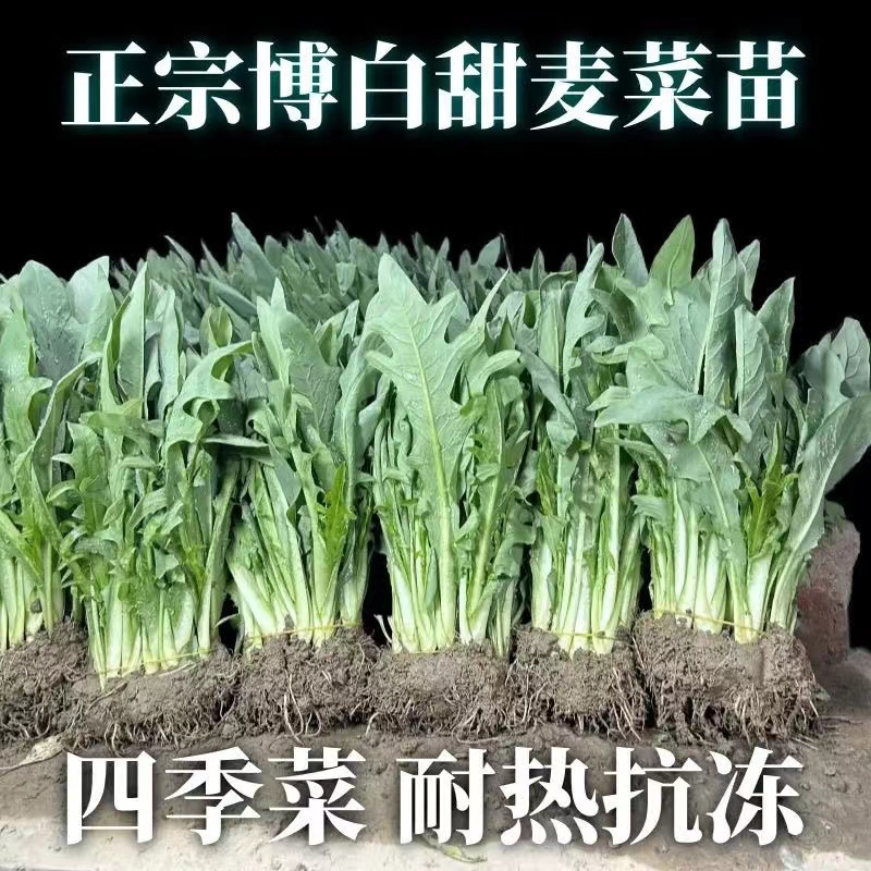 正宗博白甜麦菜秧苗白梗正宗花芽菜苗带泥发货阳台庭院四季可种