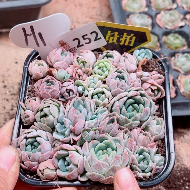 多肉植物多肉植物