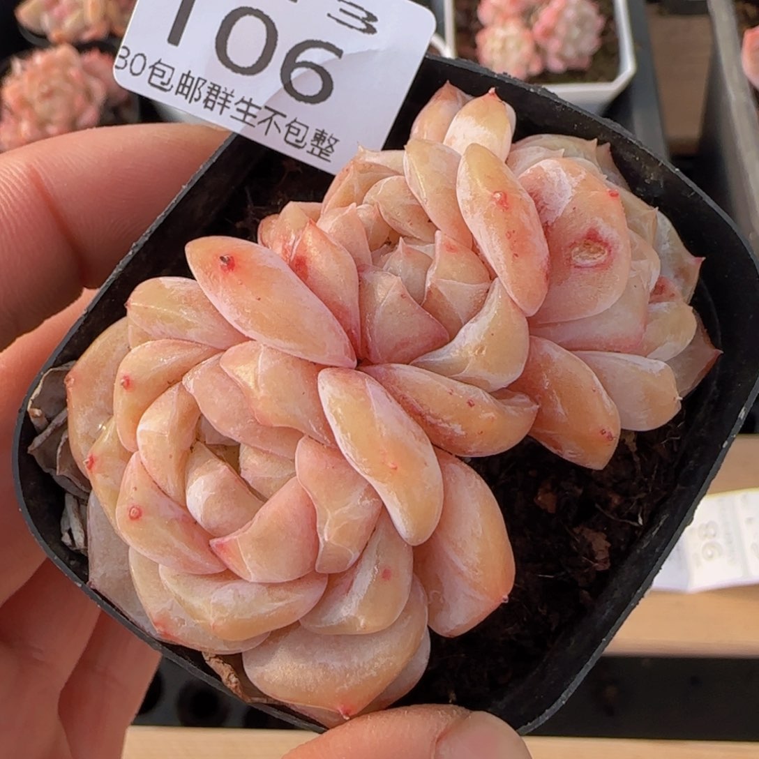 三头老桩冰魄一颗