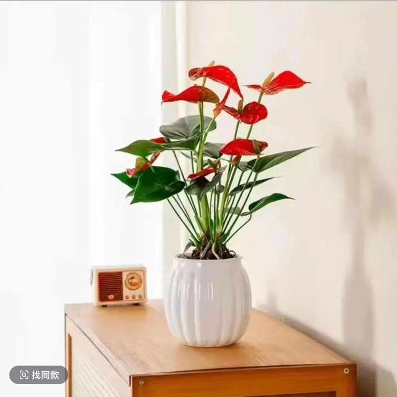2-3花白色南瓜吸水盆大叶红掌