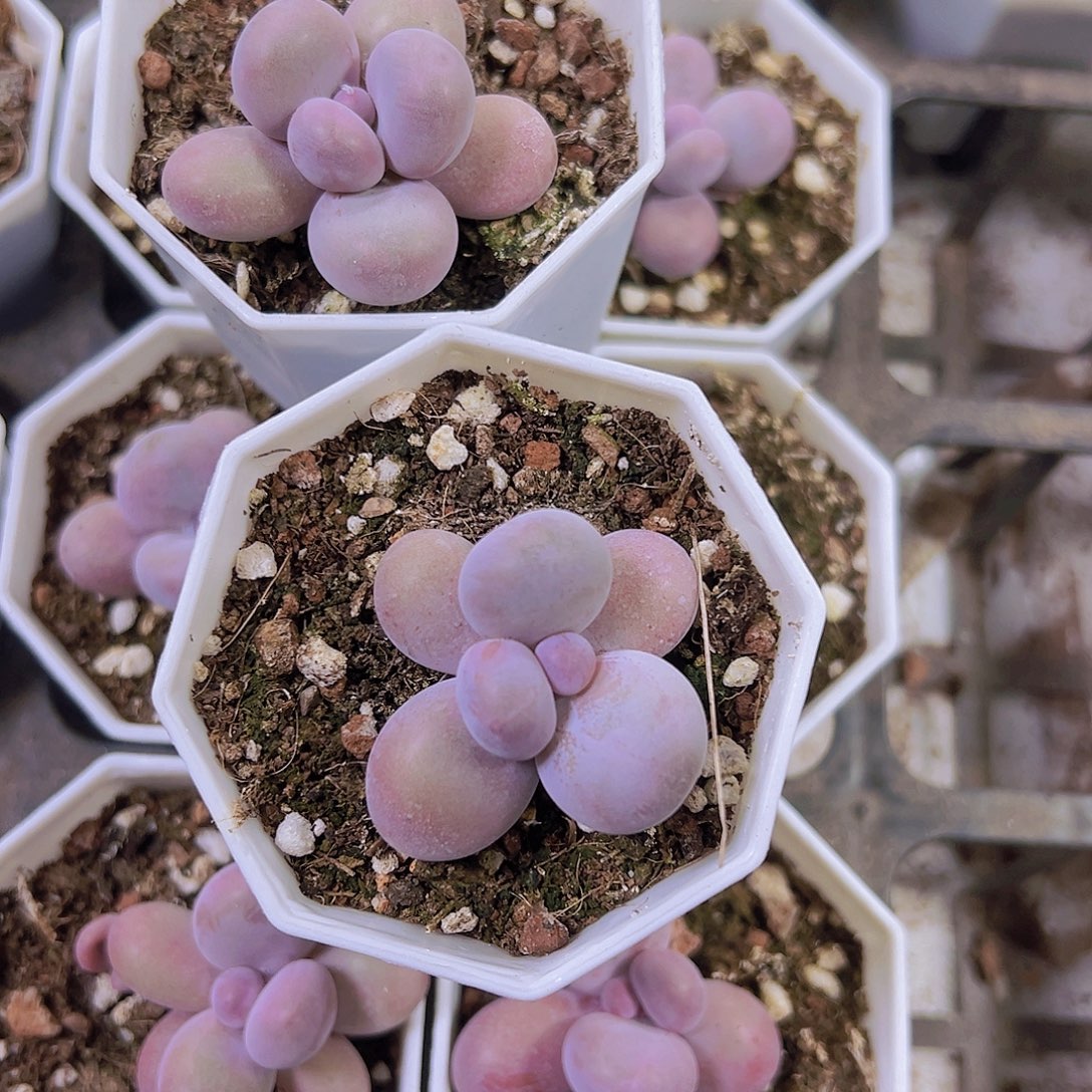 蛋黄奶2盆19包邮多肉植物