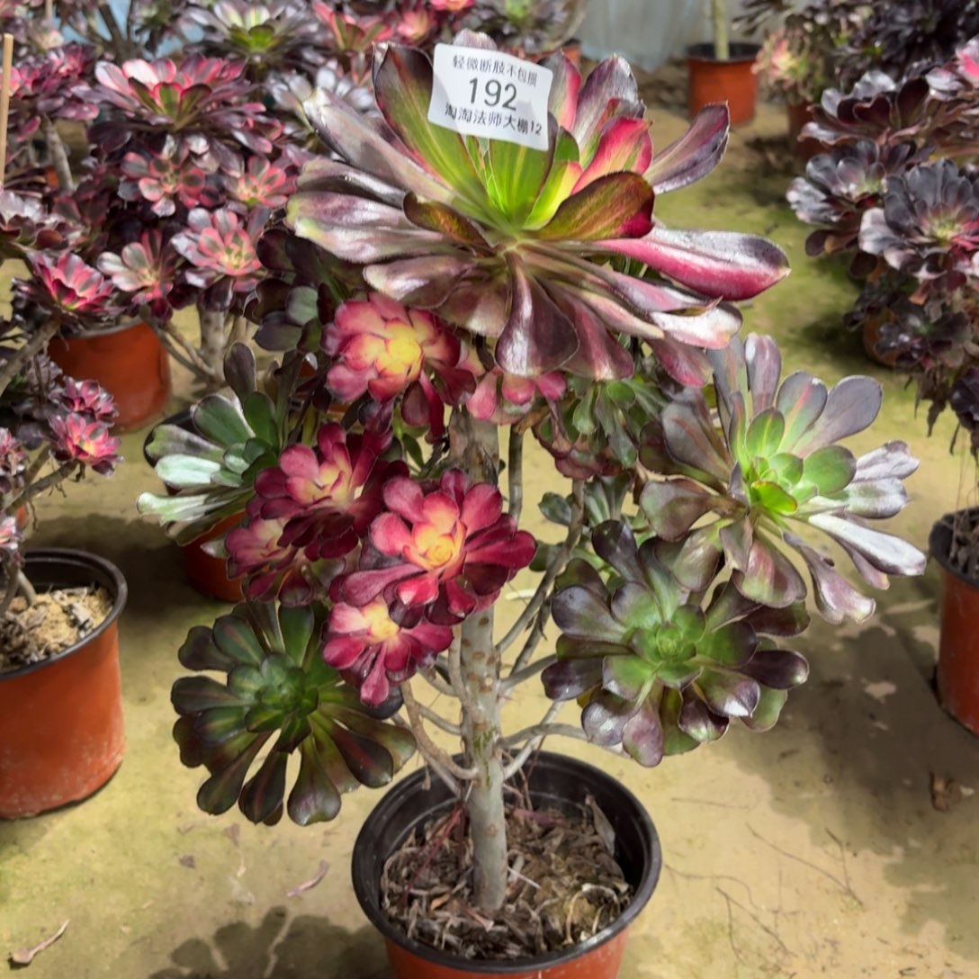 192花蝴蝶多肉植物法师