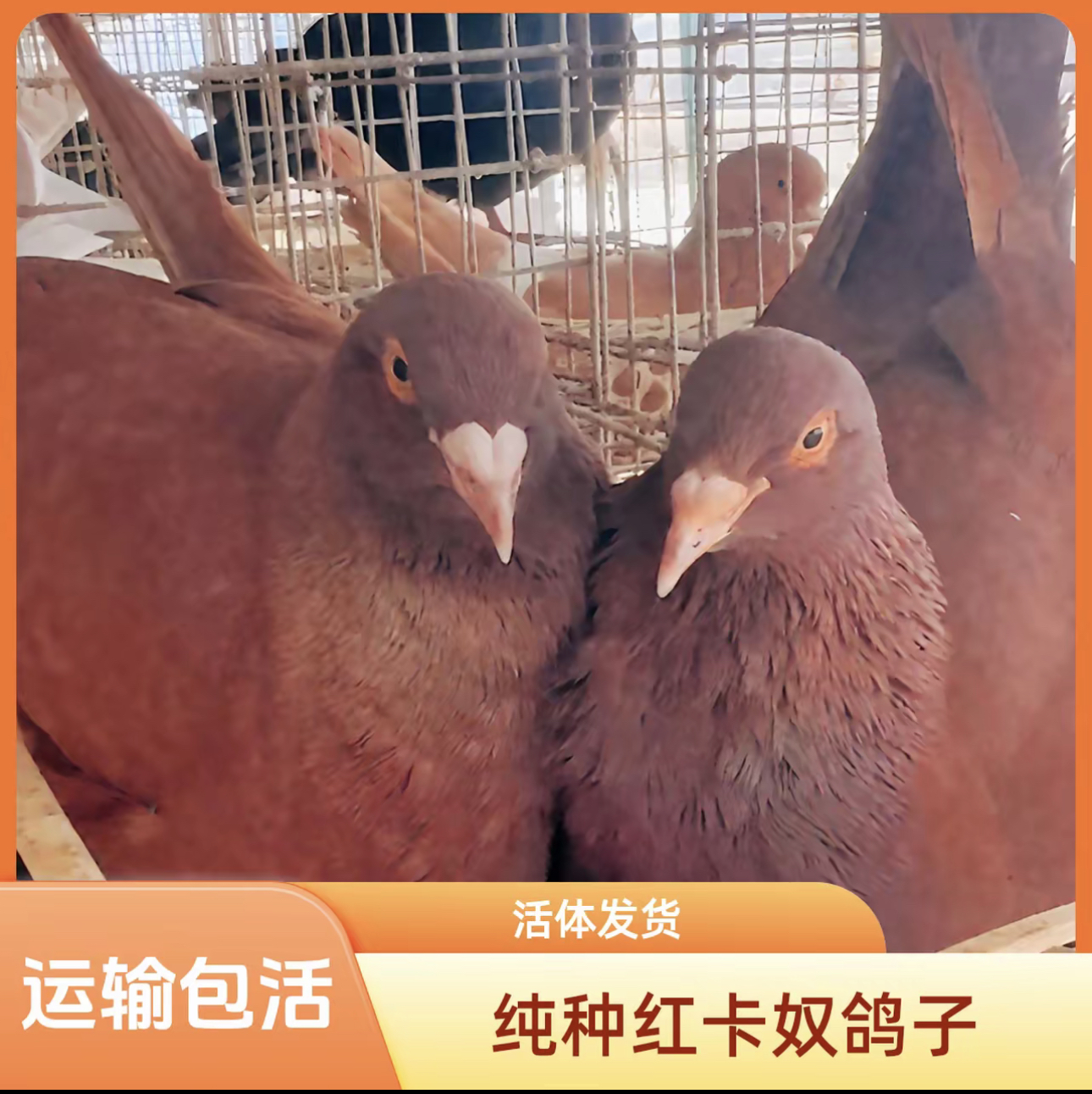 【精品】落地王鸽大体米玛斯鸽子下蛋王落地王鸽小肉鸽青年鸽4